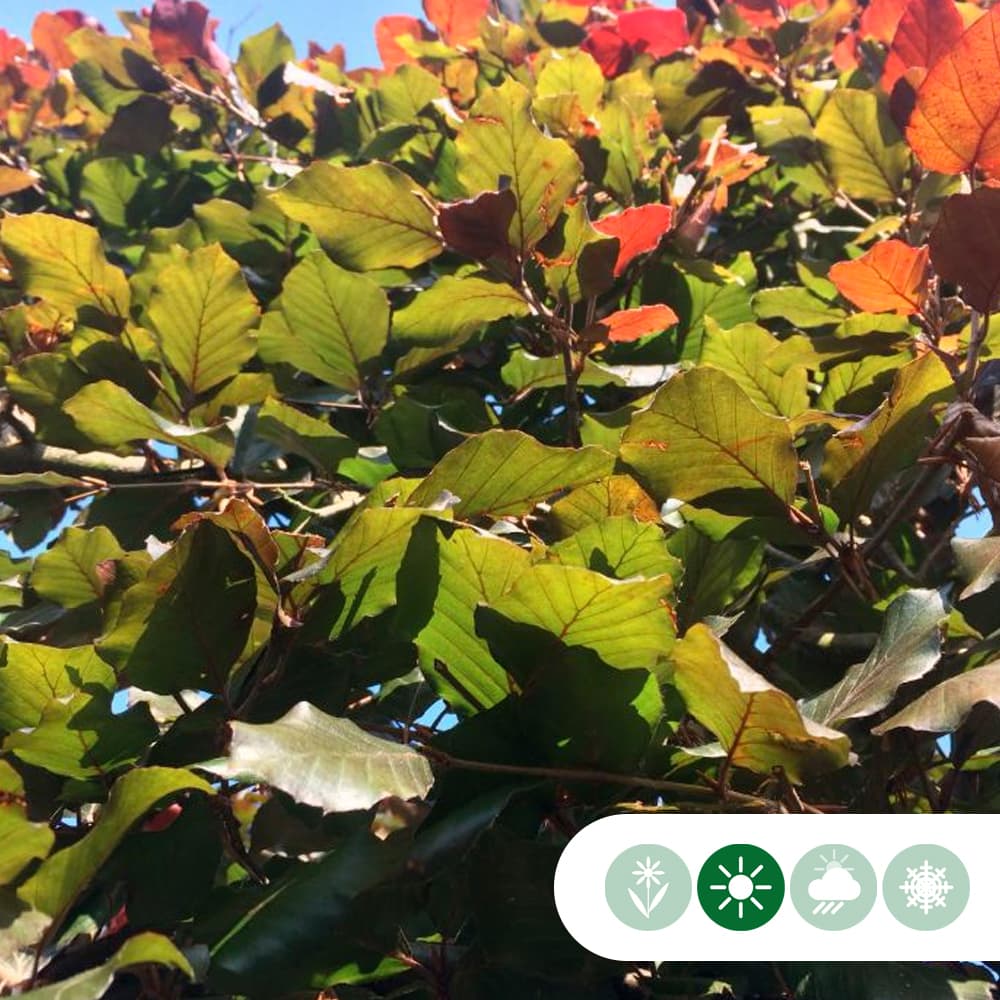 Rode beukenhaag per meter dubbele rij