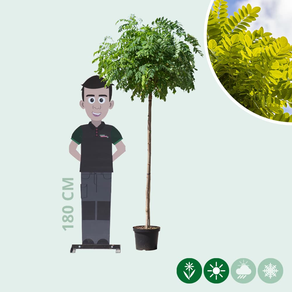 Bol acacia 150 cm stamhoogte