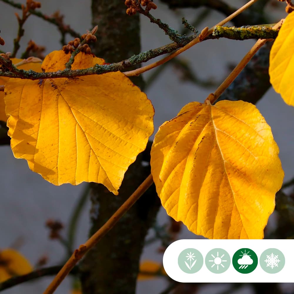 Toverhazelaar meerstammig