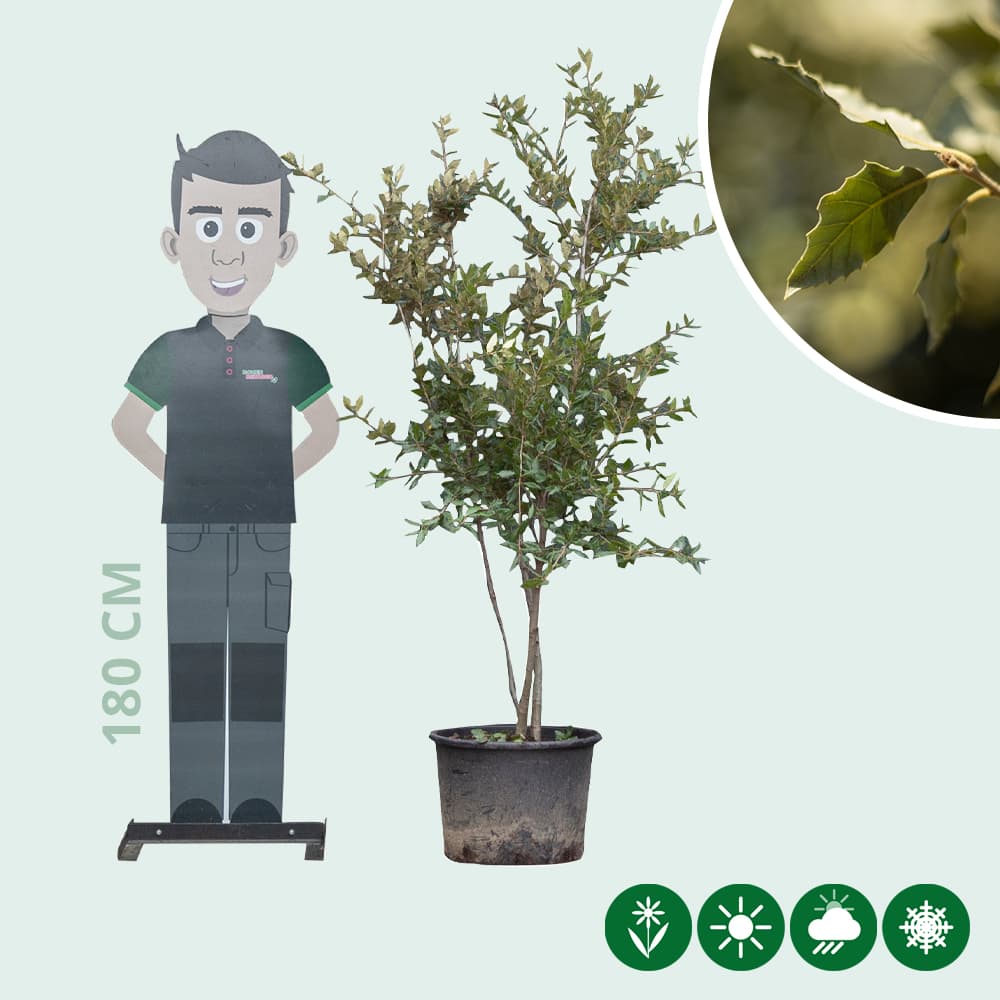 Steeneik meerstammig