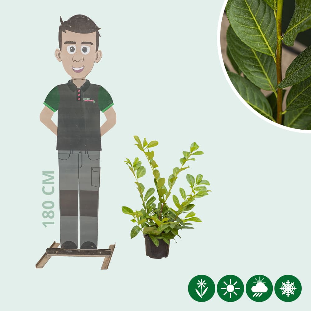 Laurierhaag 'Rotundifolia' 60 cm