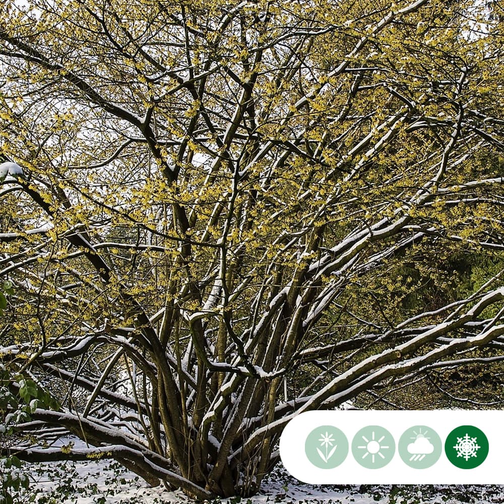 Toverhazelaar meerstammig