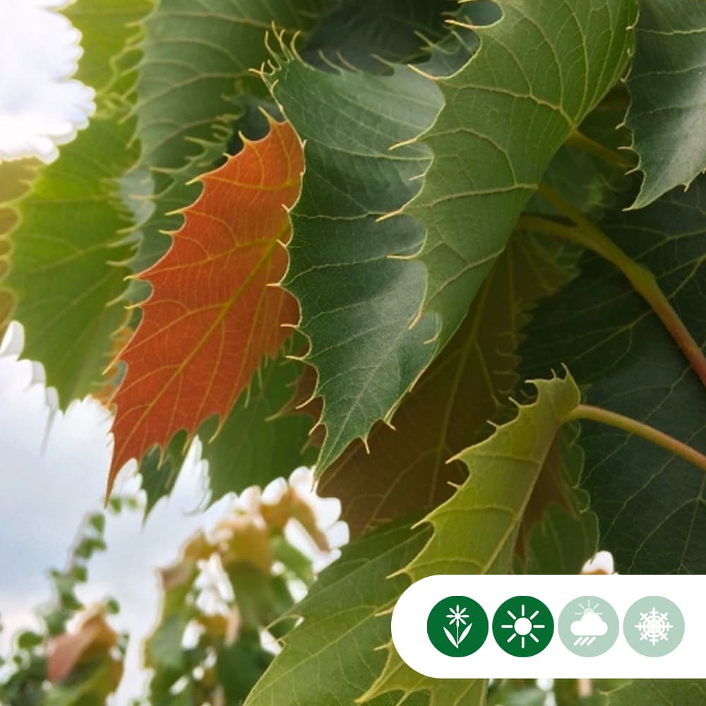 Gewimperde Linde (Chinese linde)