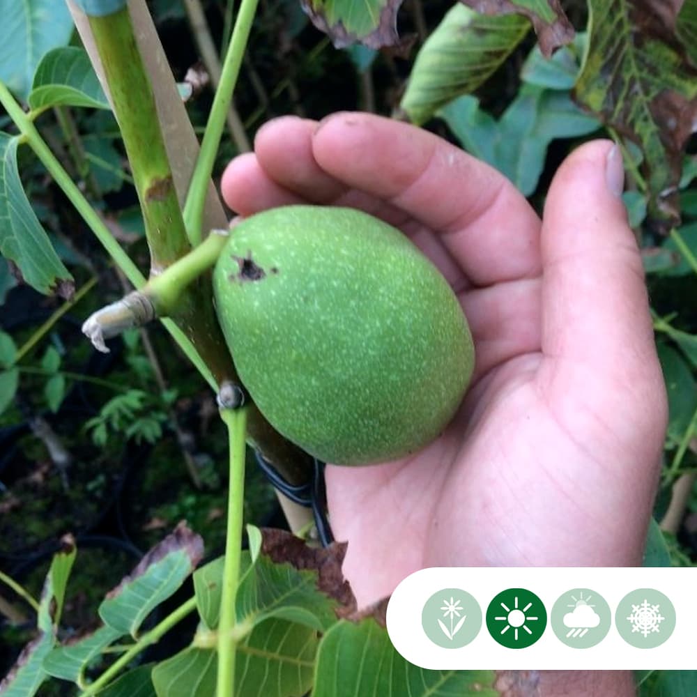 Walnotenboom 'Bella Maria'