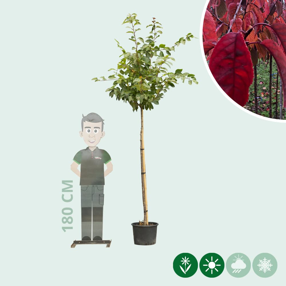 Japanse sierkers sargentii