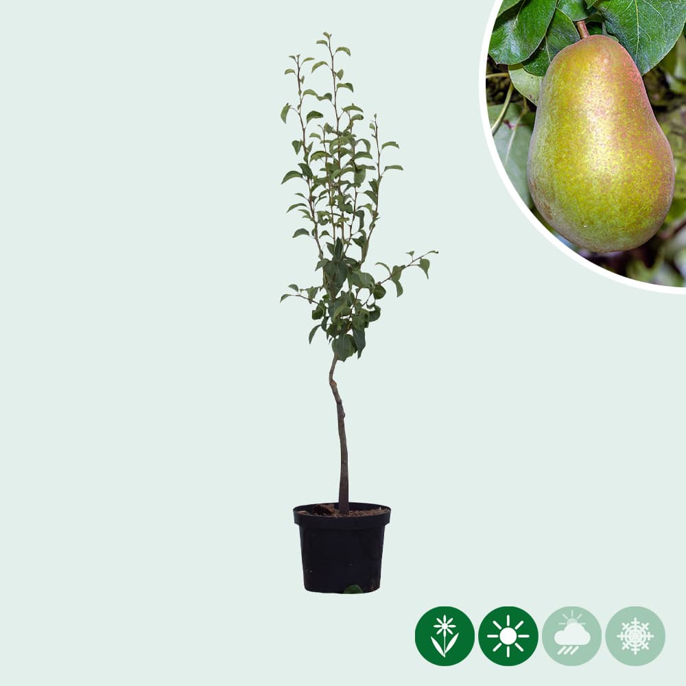 Pyrus c. 'Triomphe de Vienne'