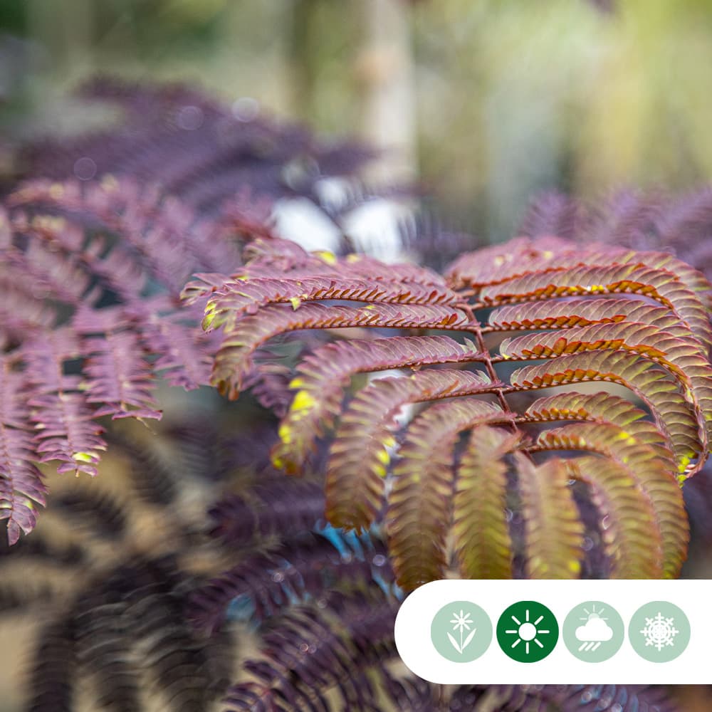 Rode Perzische slaapboom