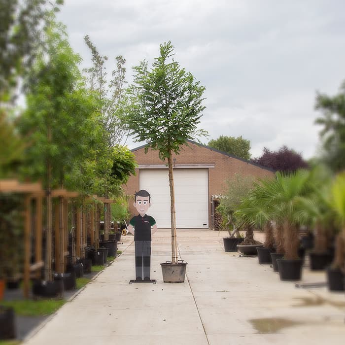 Valse acacia 'Bessoniana'