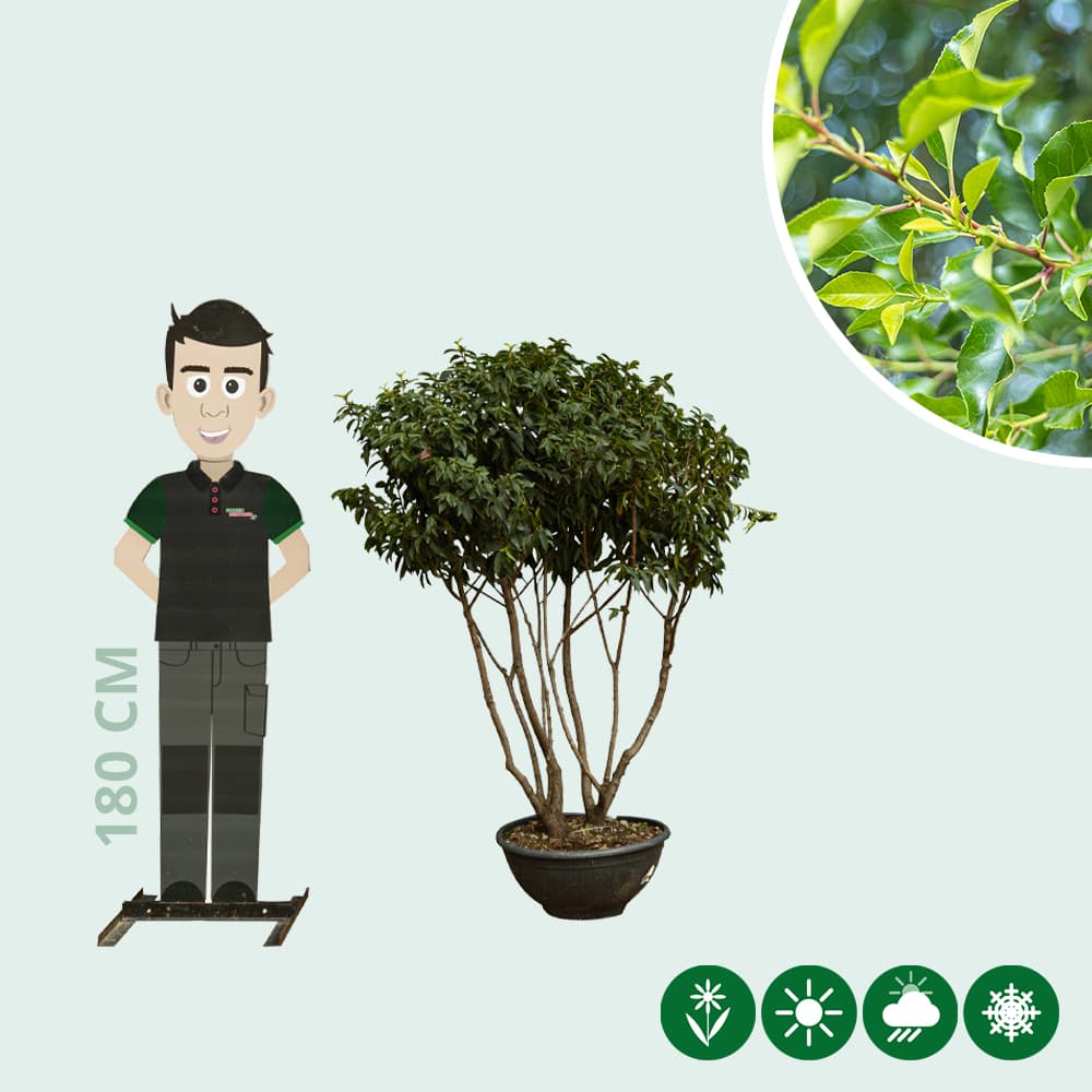 Portugese laurier meerstammig