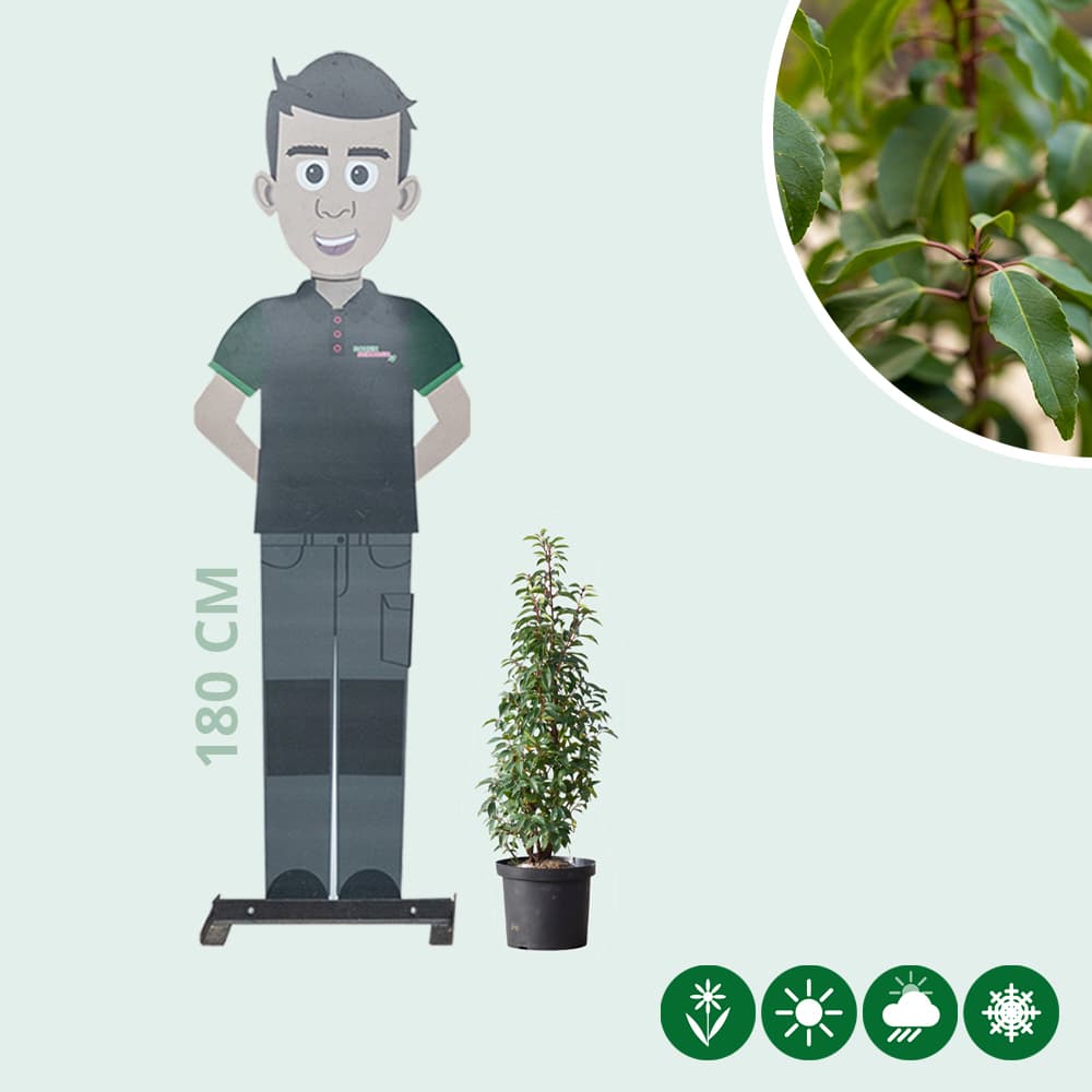 Portugese laurierhaag 40 cm