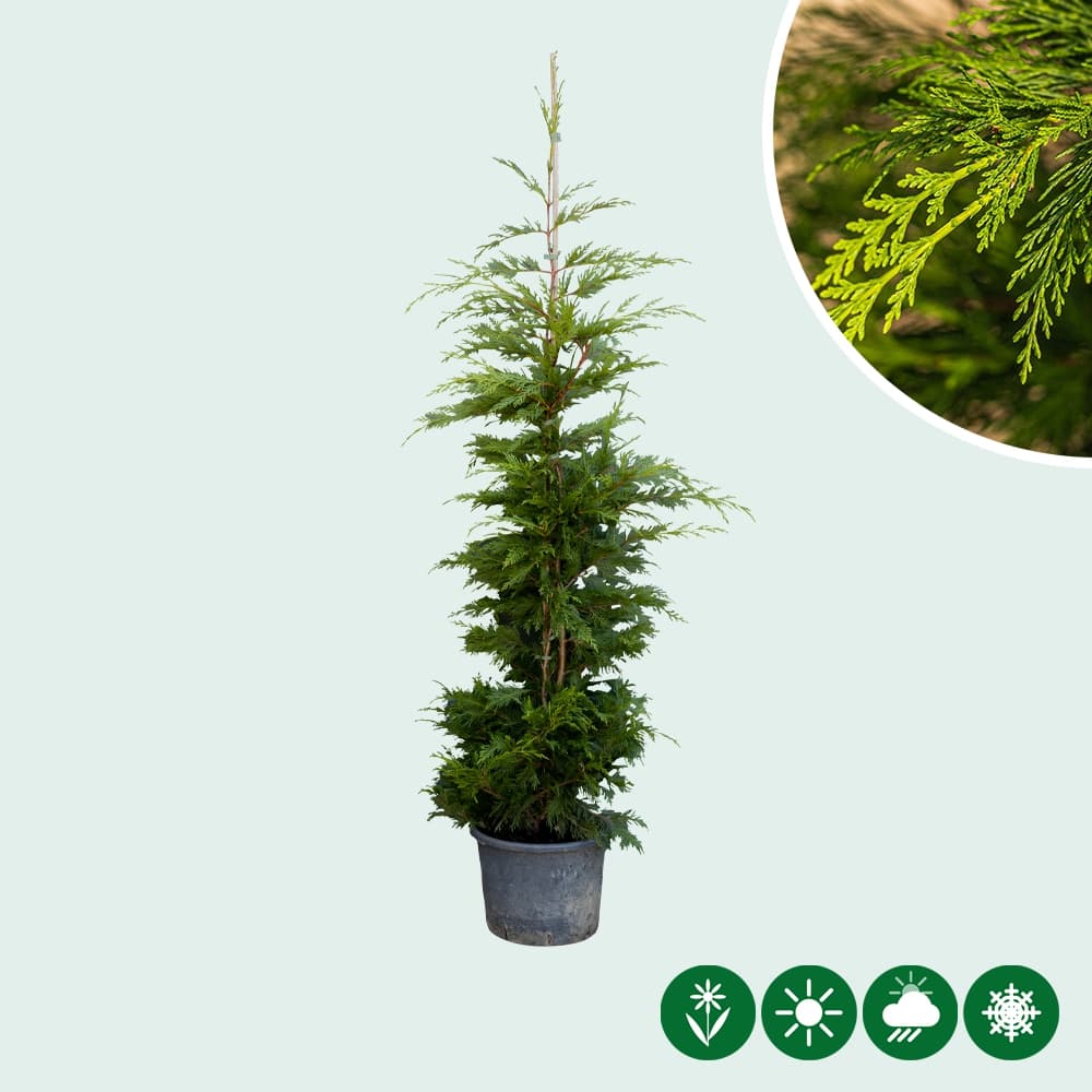 Leylandconifeer (Cupressocyparis leylandii)