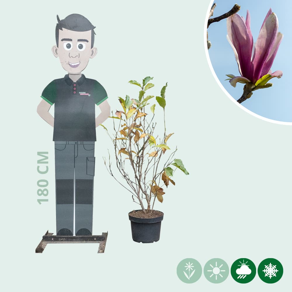 Magnolia 'Spectrum' struik