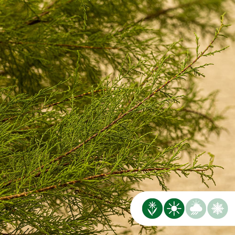 Tamarisk meerstammig