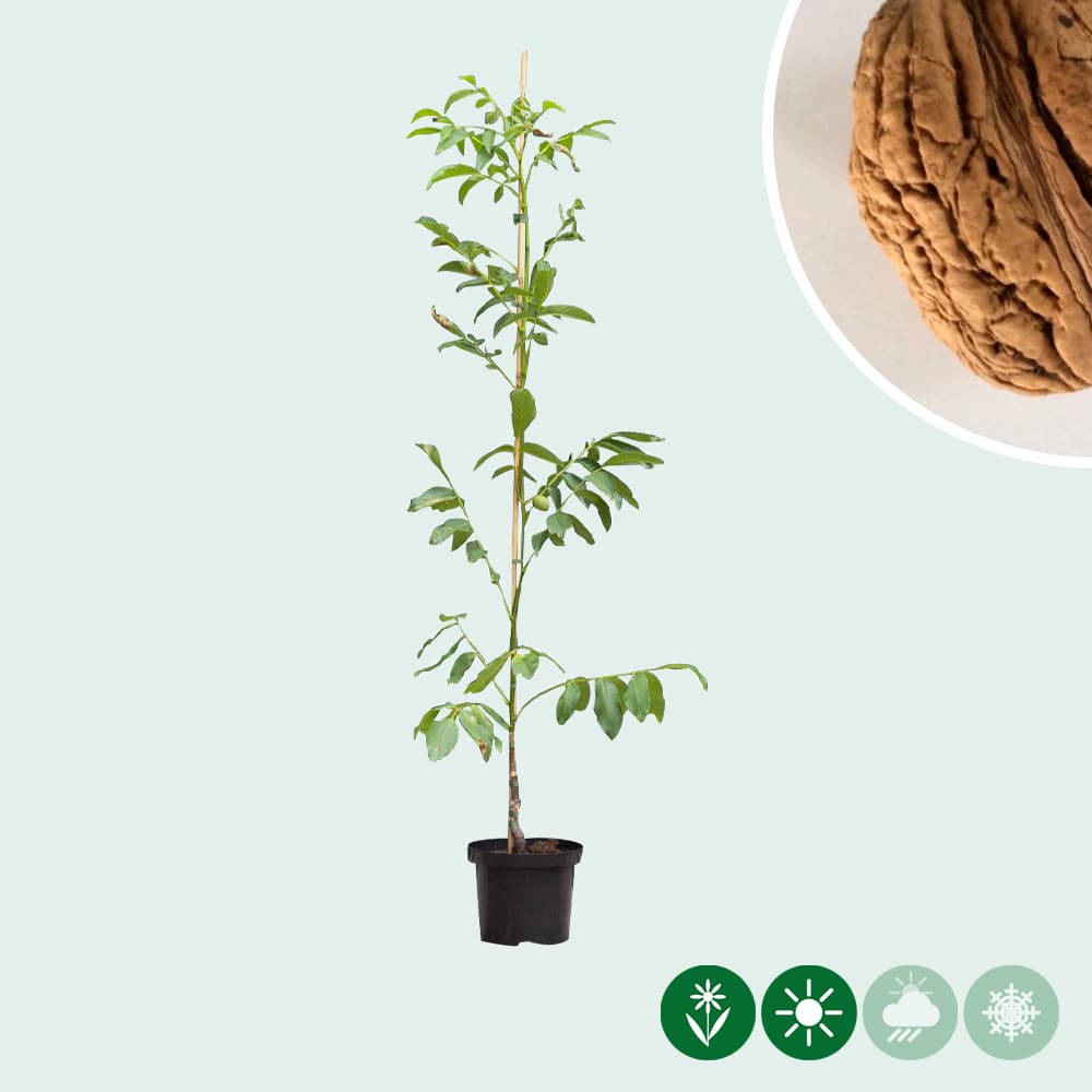 Walnotenboom 'Bella Maria'