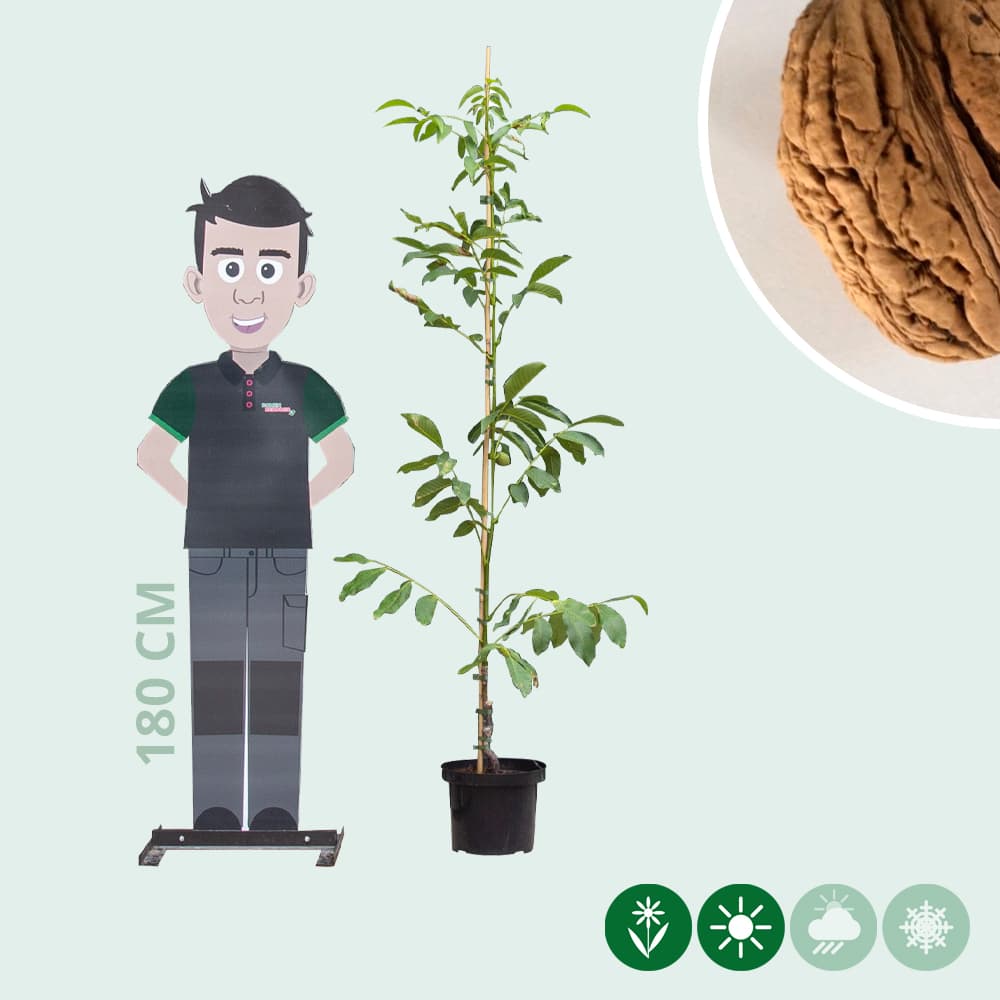 Walnotenboom 'Bella Maria'