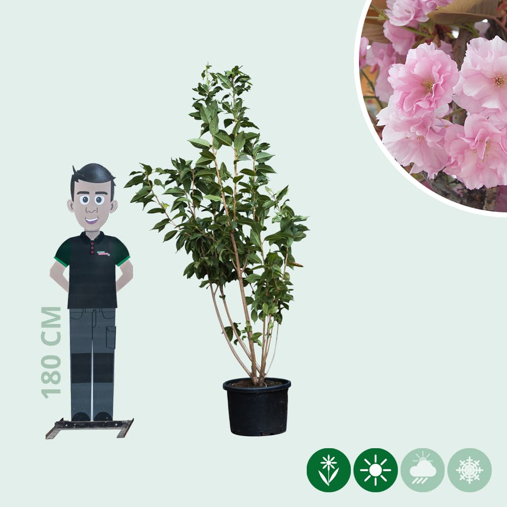 Gewone Japanse sierkers meerstammig