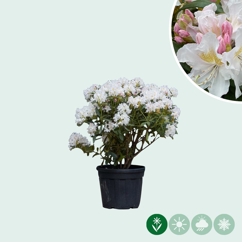 Rhododendron 'Cunningham´s White'