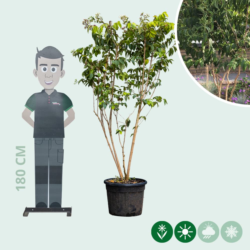 Zevenzonenboom meerstammig