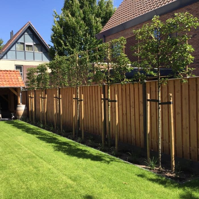 Sierpeer leiboom 150 cm