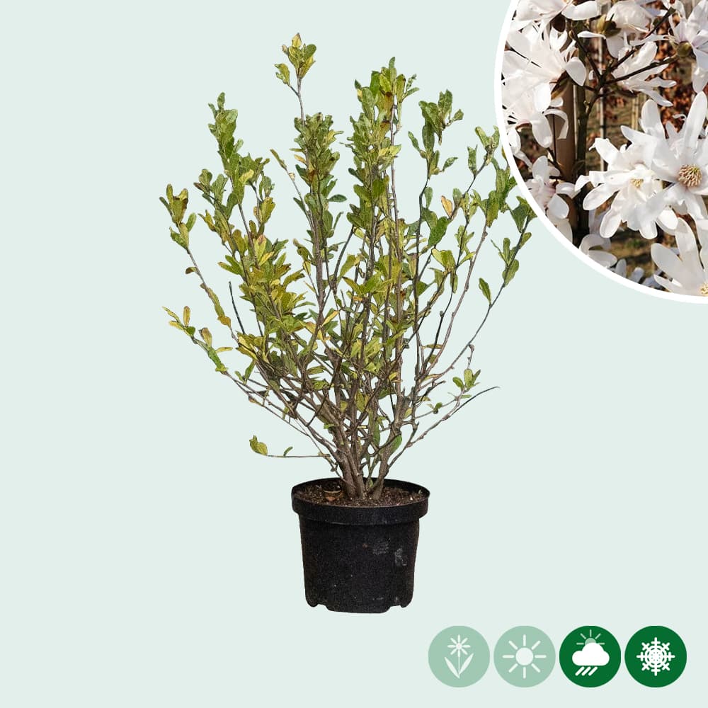 Magnolia stellata struik