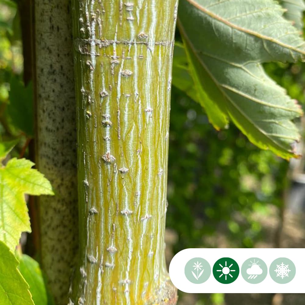 Chinese esdoorn meerstammig