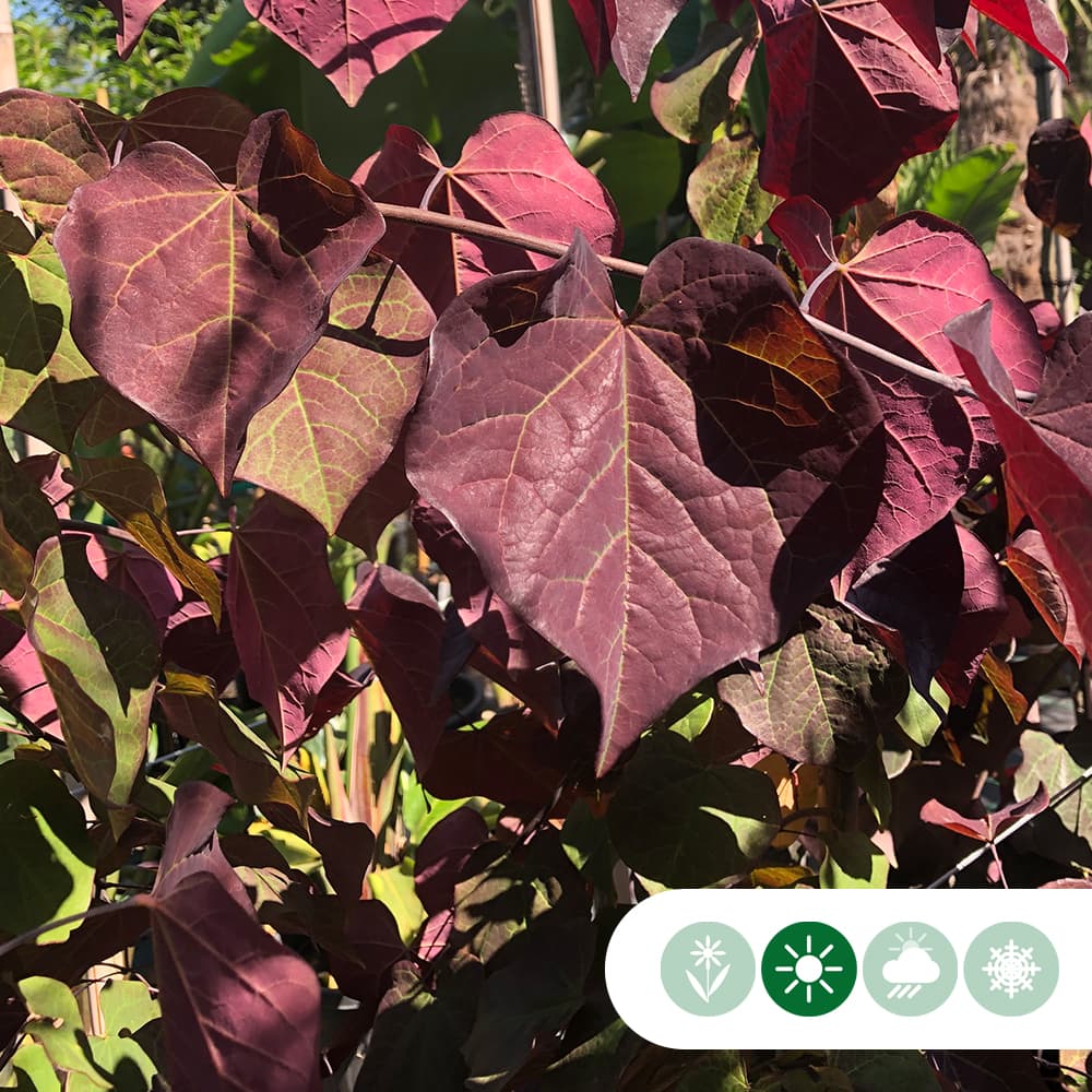 Judasboom 'Ruby Falls'