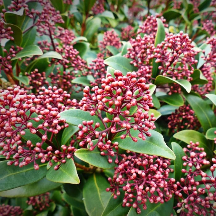 Skimmia
