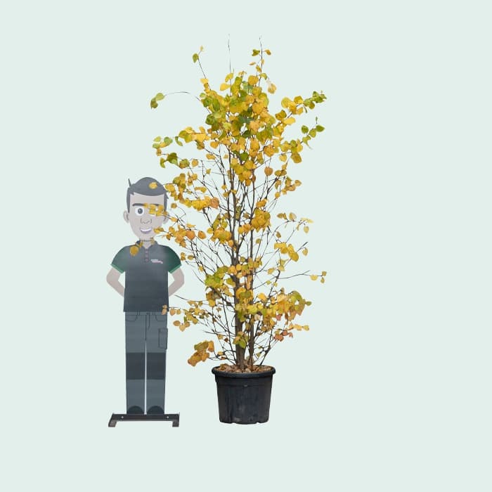 Katsura boom meerstammig