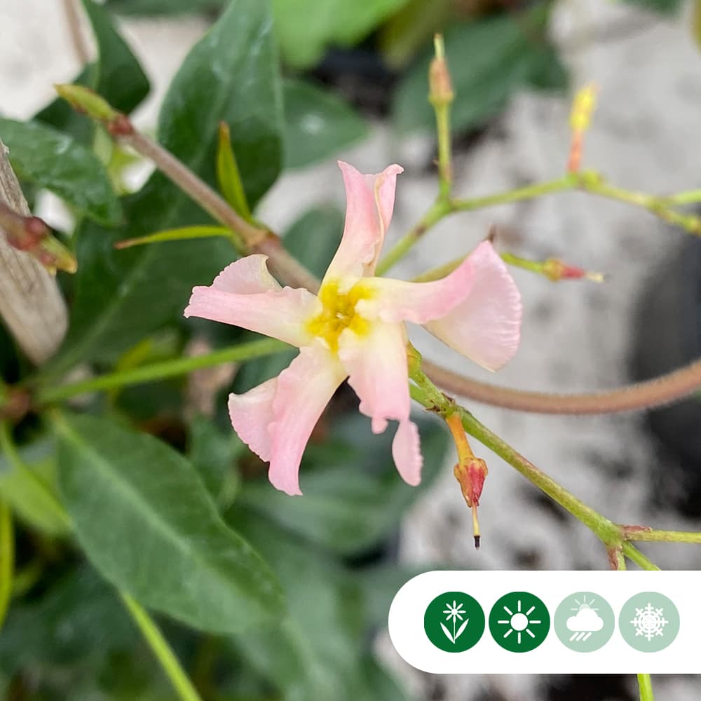 Roze Toscaanse jasmijn 125 cm