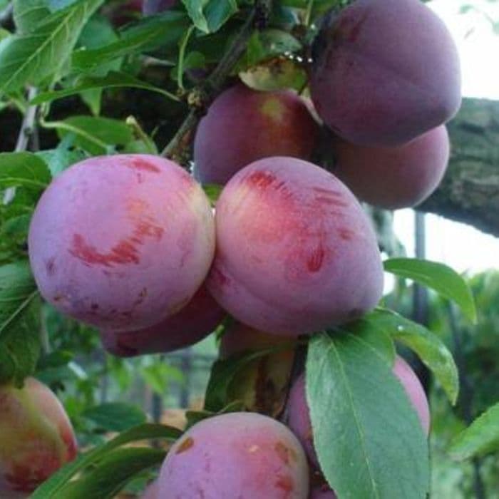 Prunus domestica 'Reine Claude d'Althan'