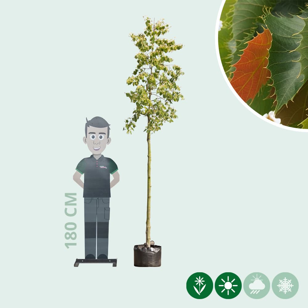 Gewimperde Linde (Chinese linde)