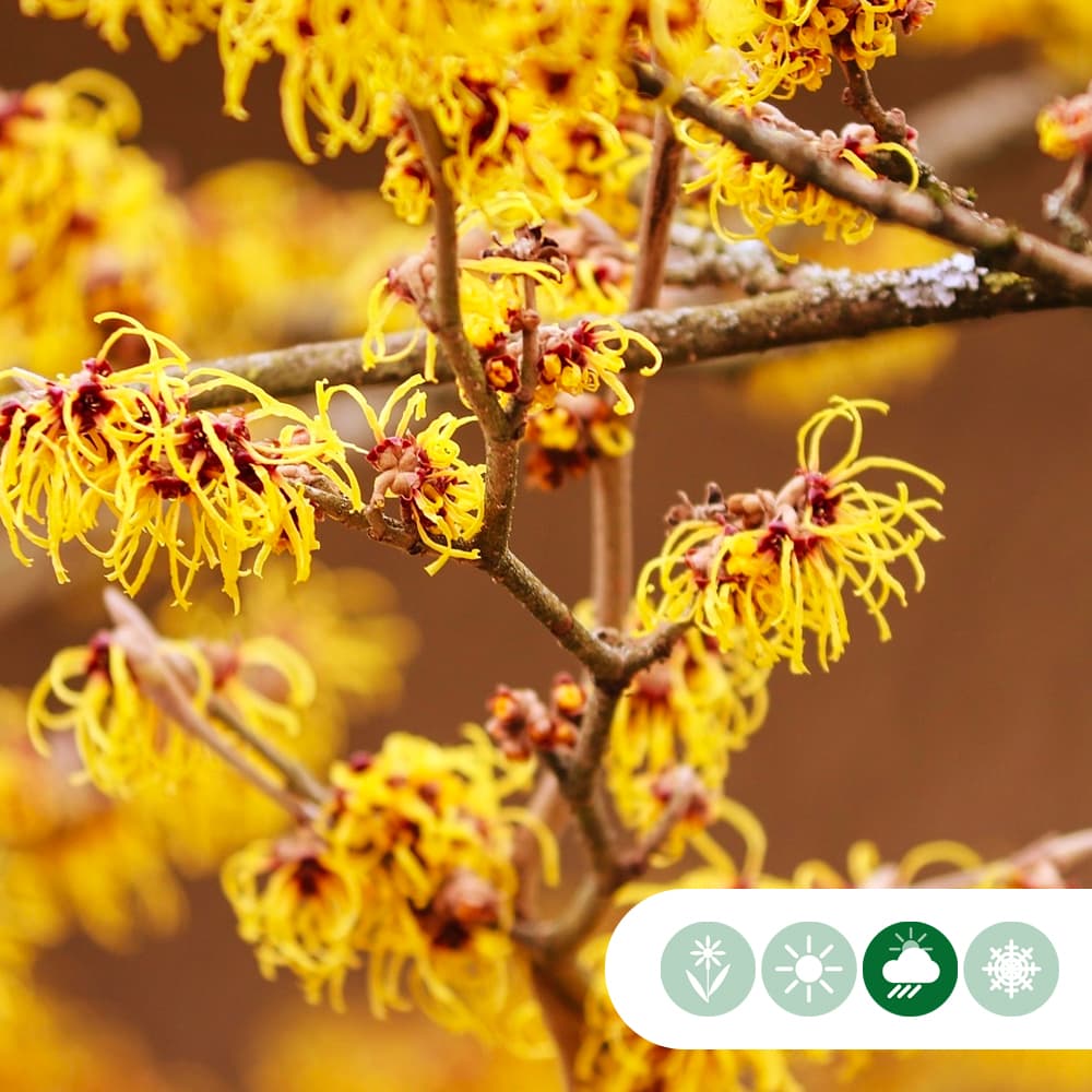 Toverhazelaar meerstammig