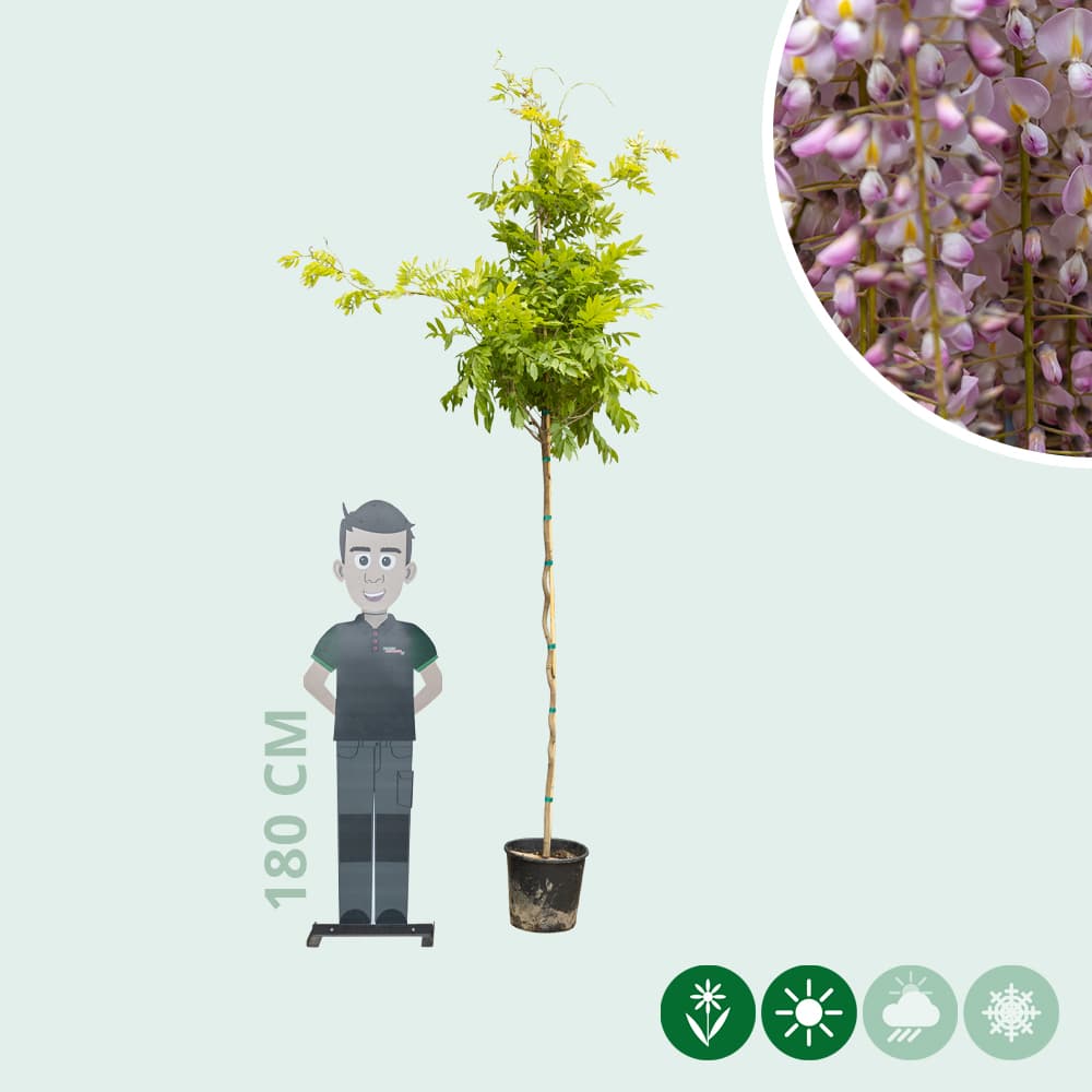 Roze regen Rosea op stam