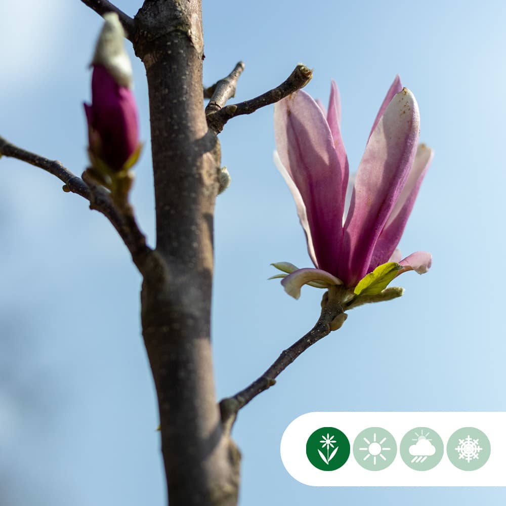 Magnolia 'Spectrum' struik