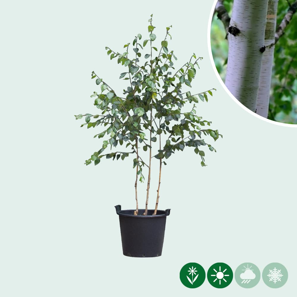 Witte berk meerstammig