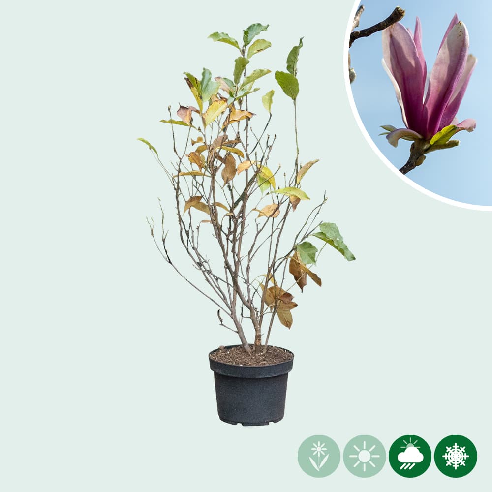 Magnolia 'Spectrum' struik