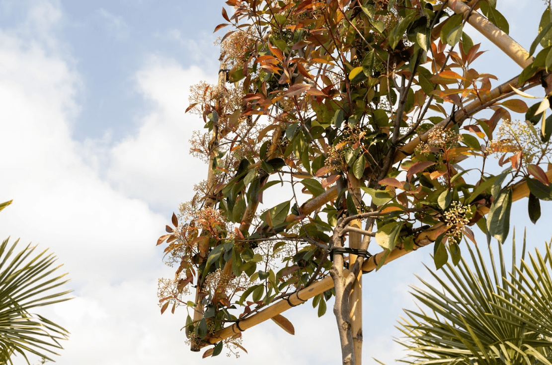 Leibomen voor iedere tuin