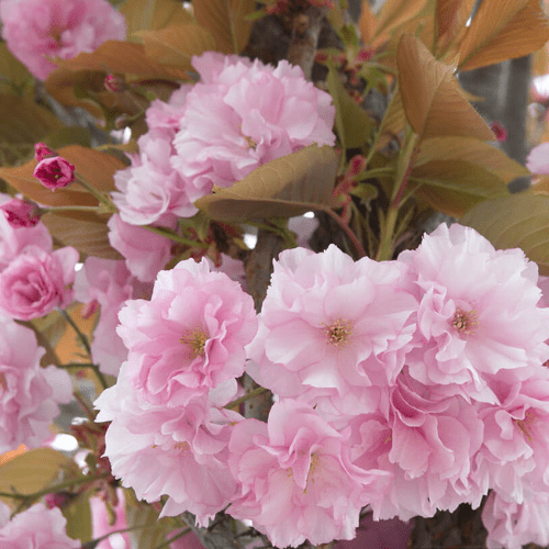 Het snoeien en onderhouden van een Japanse sierkers