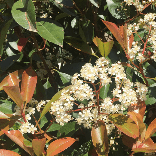 Glansmispel leiboom snoeien