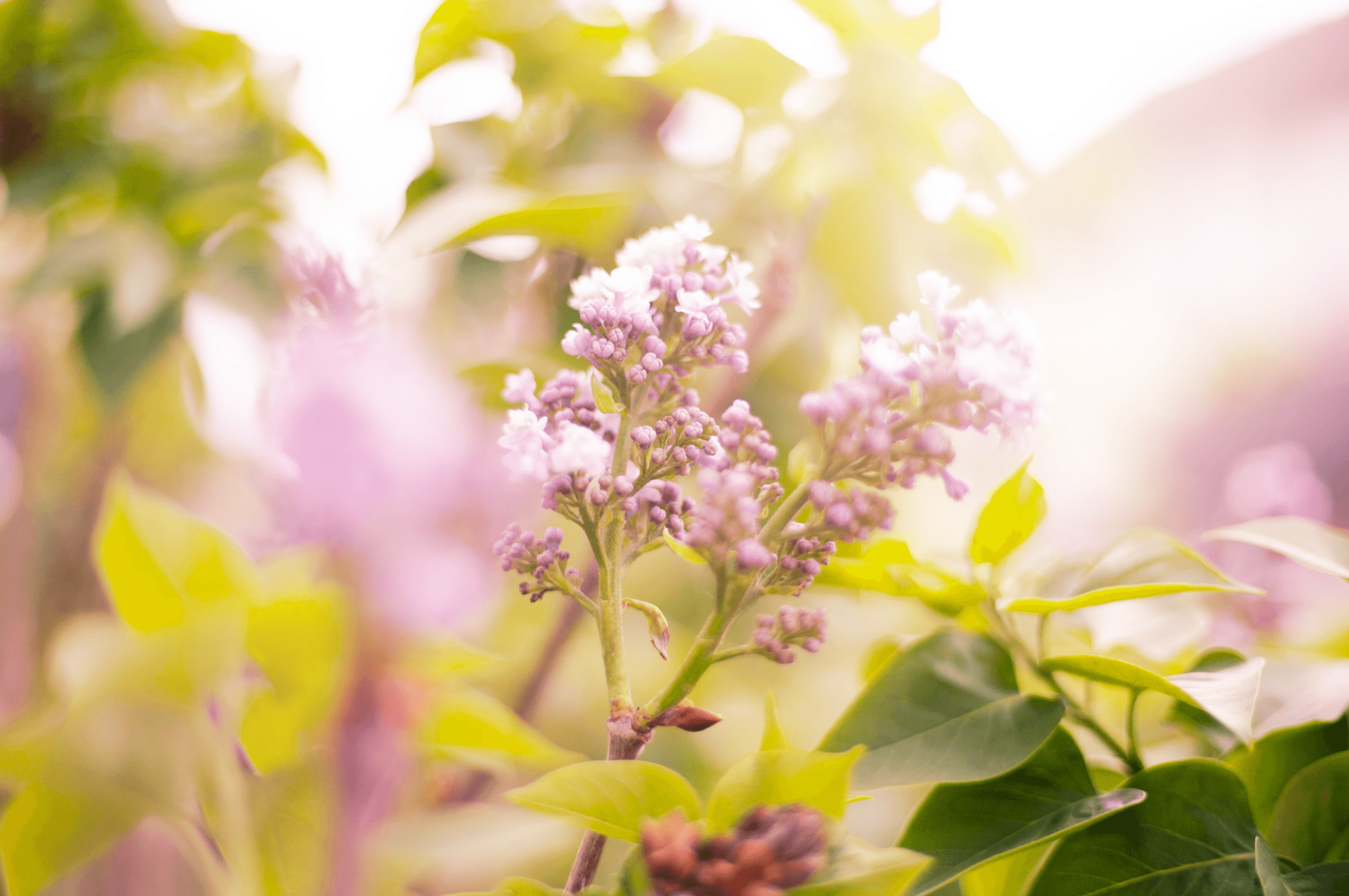 De mooiste voorjaarsbloeiers