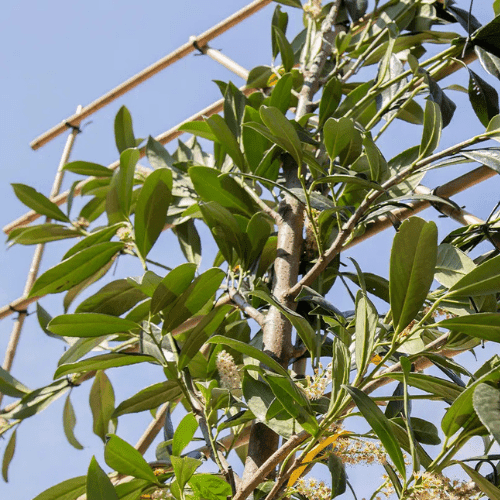 Hoe ver moeten leibomen van de erfgrens staan?
