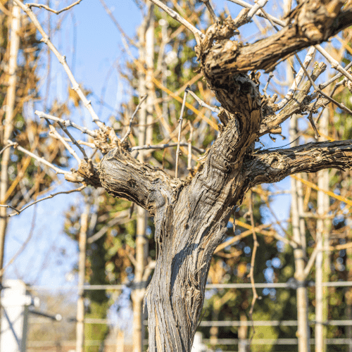 Waaraan is te zien of een boom ziek is?