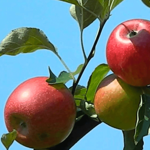 Waar op letten bij het kopen van fruitbomen?