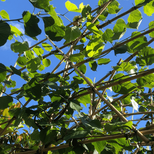Hoe plant je leibomen en hoever uit elkaar?
