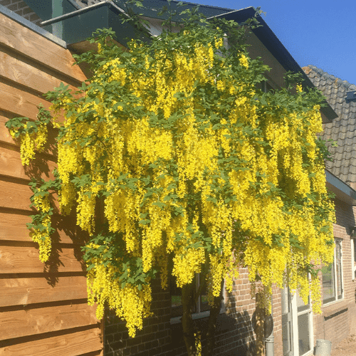 De heerlijke geur van bomen in je tuin