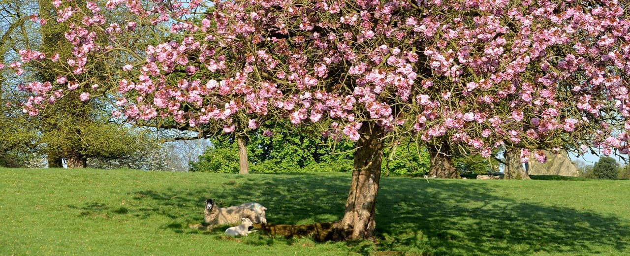 Tuinkalender maart: dé checklist voor een bloeiende tuin