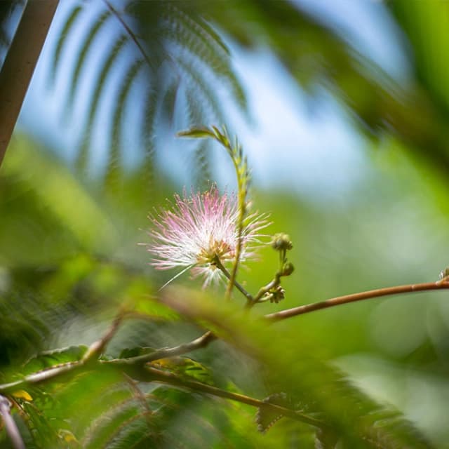 Olijfwilg leiboom snoeien