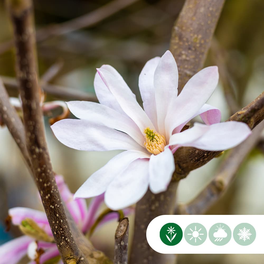Magnolia 'Leonard Messel'