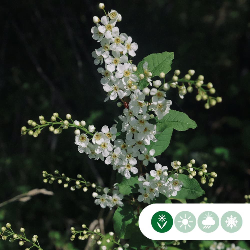 Bol sierkers 120 cm stamhoogte