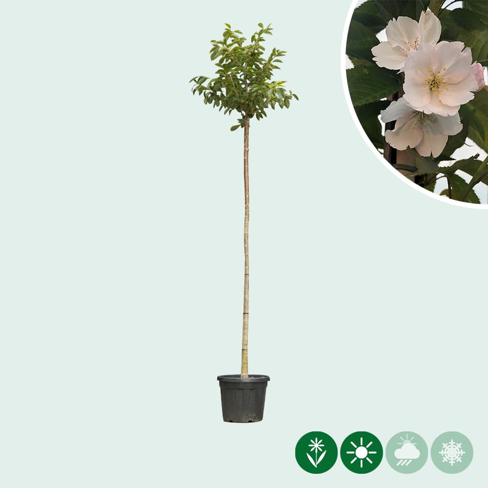 Japanse sierkers 'Yedoensis'